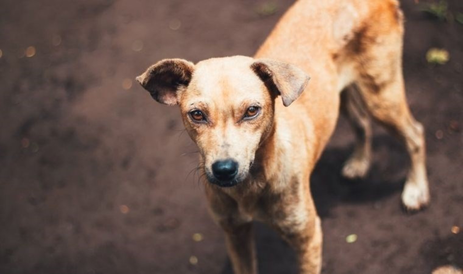 Ankara’da 7 köpek ölü bulundu