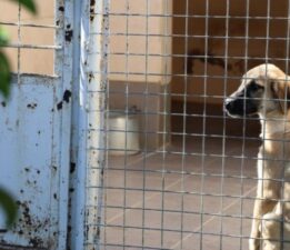 Barınakta ‘öldü’ denilen köpeğin uyuduğu ortaya çıktı: ‘Aşağılıkça!’