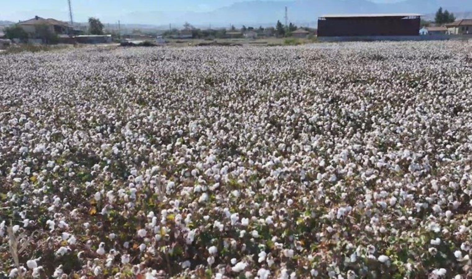 Denizli’de beyaz altın hasadı başladı! 12 bin hektar alanda ekildi…