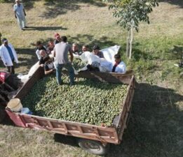 Erzincan’da çorak arazileri diktiği 35 bin fidanla yeşertti! 35 ton rekolte bekleniyor…