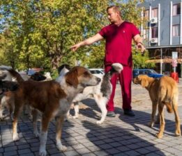 İzmir’de sahipsiz köpeklerin sayımı başladı