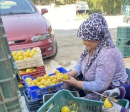 Manisa’da özel seralarda yetiştiriliyor! Kilosu 10 Euro’dan satılıyor…