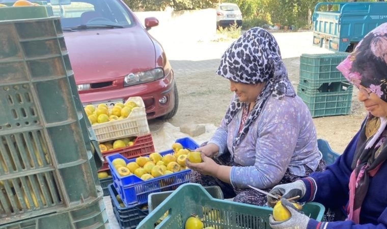 Manisa’da özel seralarda yetiştiriliyor! Kilosu 10 Euro’dan satılıyor…