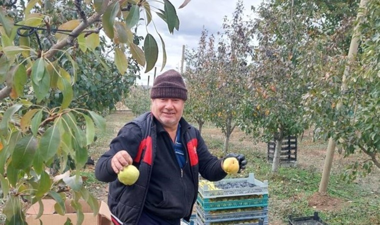 Sungurlu’da hasat başladı: Her ağaçtan 25 kilogram ürün alınıyor…