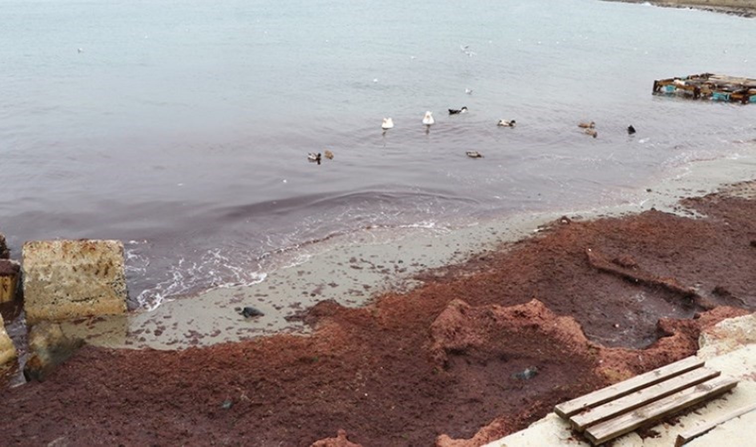 Tekirdağ’da sahiller kırmızıya döndü