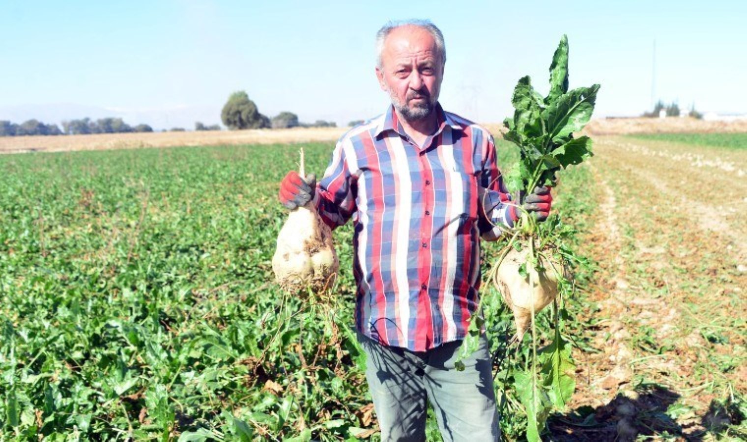 Elbistan Ovası’nda hasat başladı: Sulama yöntemi değişti, rekolte 100 bin ton arttı!