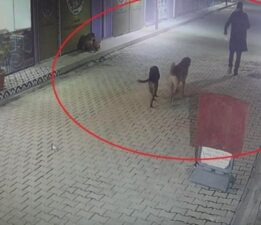 Hatay’da vahşet: İş yerinin kapısını açıp kedileri köpeklerine parçalattı