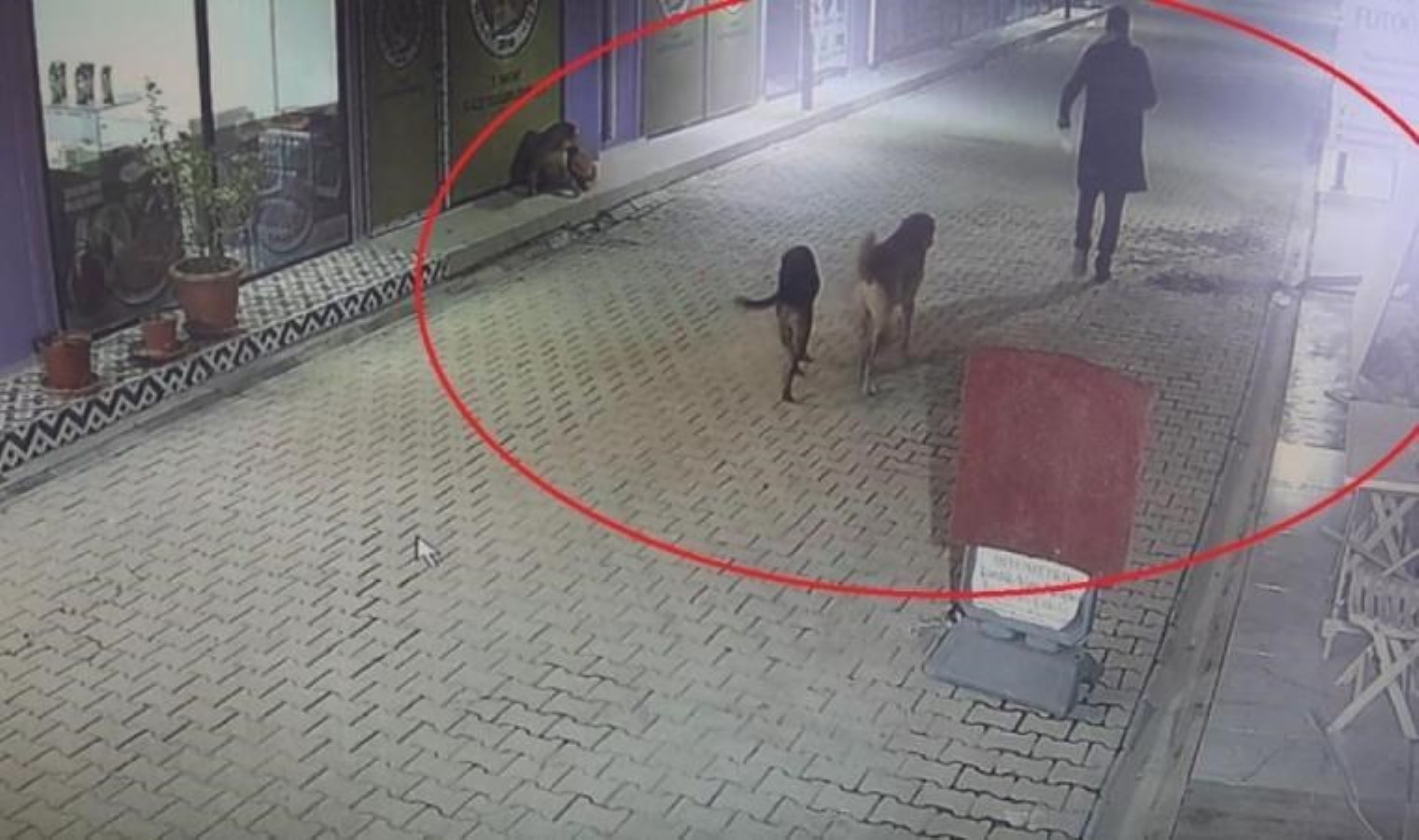 Hatay’da vahşet: İş yerinin kapısını açıp kedileri köpeklerine parçalattı