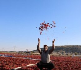 Kahramanmaraş’ta en acı hasat: Üretim 50 bin ton