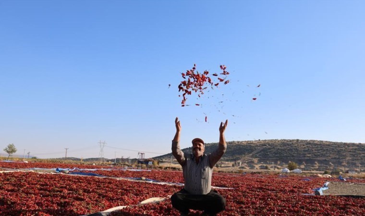 Kahramanmaraş’ta en acı hasat: Üretim 50 bin ton