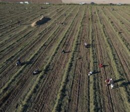 Kilosu 150 TL’den satılan mahsulü bedavaya verdi! Vatandaş tarlaya akın etti…