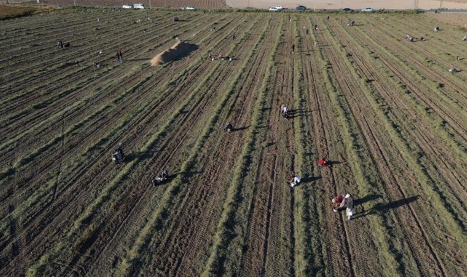 Kilosu 150 TL’den satılan mahsulü bedavaya verdi! Vatandaş tarlaya akın etti…