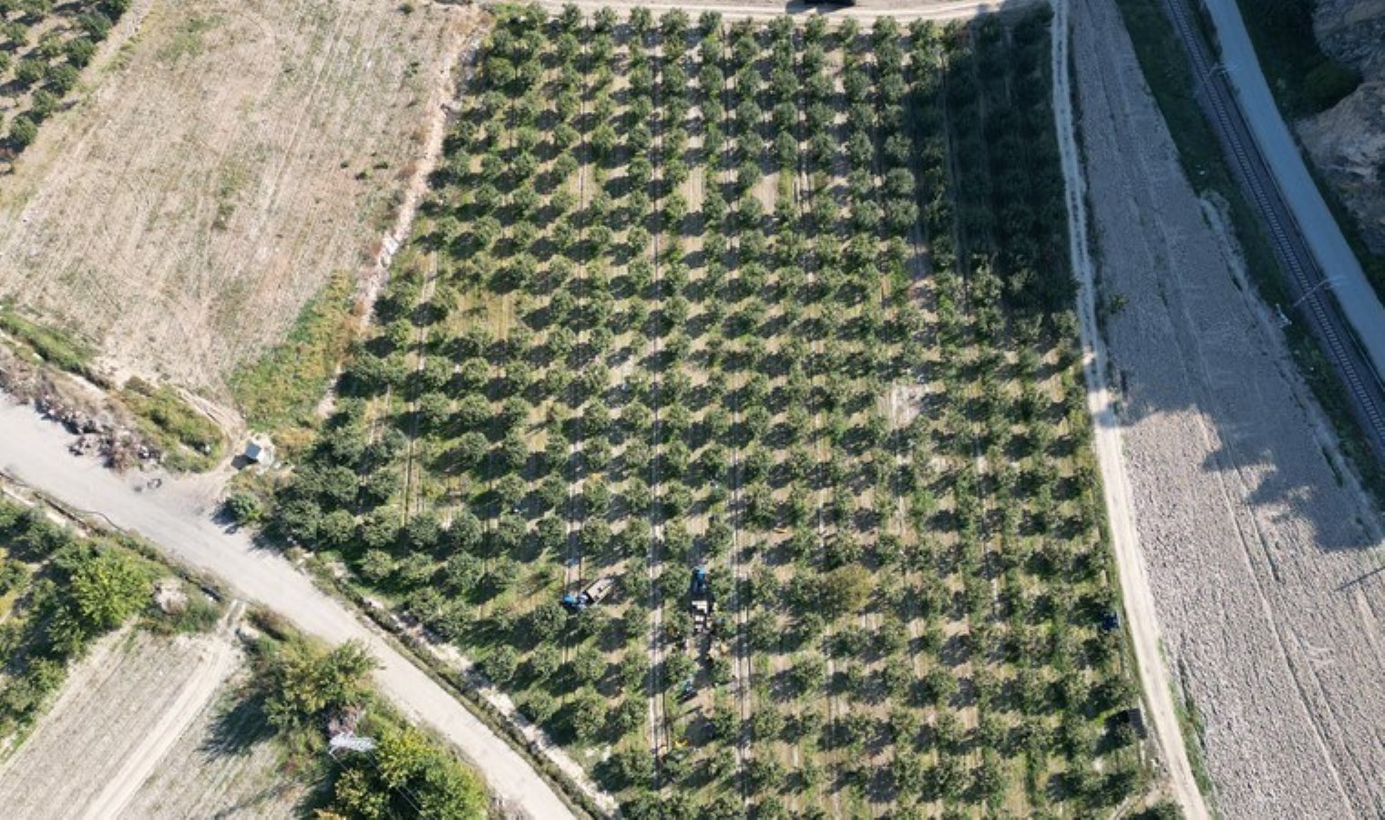 Osmaneli’de hasat devam ediyor: 12 bin ton rekolte bekleniyor