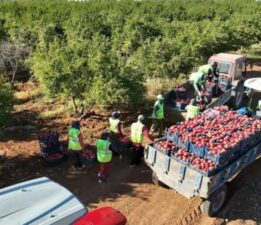 Şanlıurfa’da 13 bin dekarda üretiliyor! Dünyaya ihraç ediliyor…