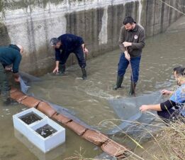 Su seviyesi düşen kanaldaki 3 bin yavru balık kurtarıldı