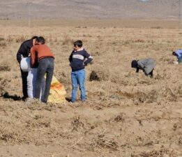 Zarar eden çiftçi, yetiştirdiği patatesi bedava dağıttı