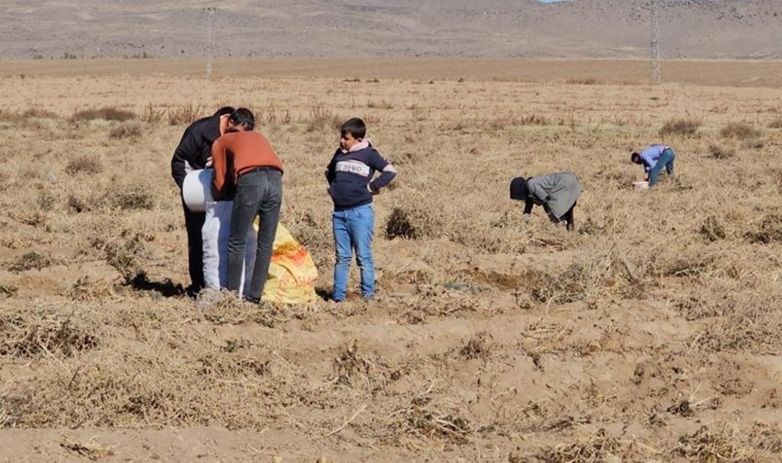 Zarar eden çiftçi, yetiştirdiği patatesi bedava dağıttı