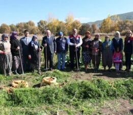 Acıpayam’da hasat başladı: Dekar başına verim 6 ton…