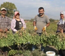 Amik Ovası’nda hasat akraba ile yapılıyor! Günlük 1000 TL’ye işçi bulunamıyor…