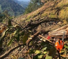 Artvin’de acı ölüm: Kestiği ağacın altında kaldı!