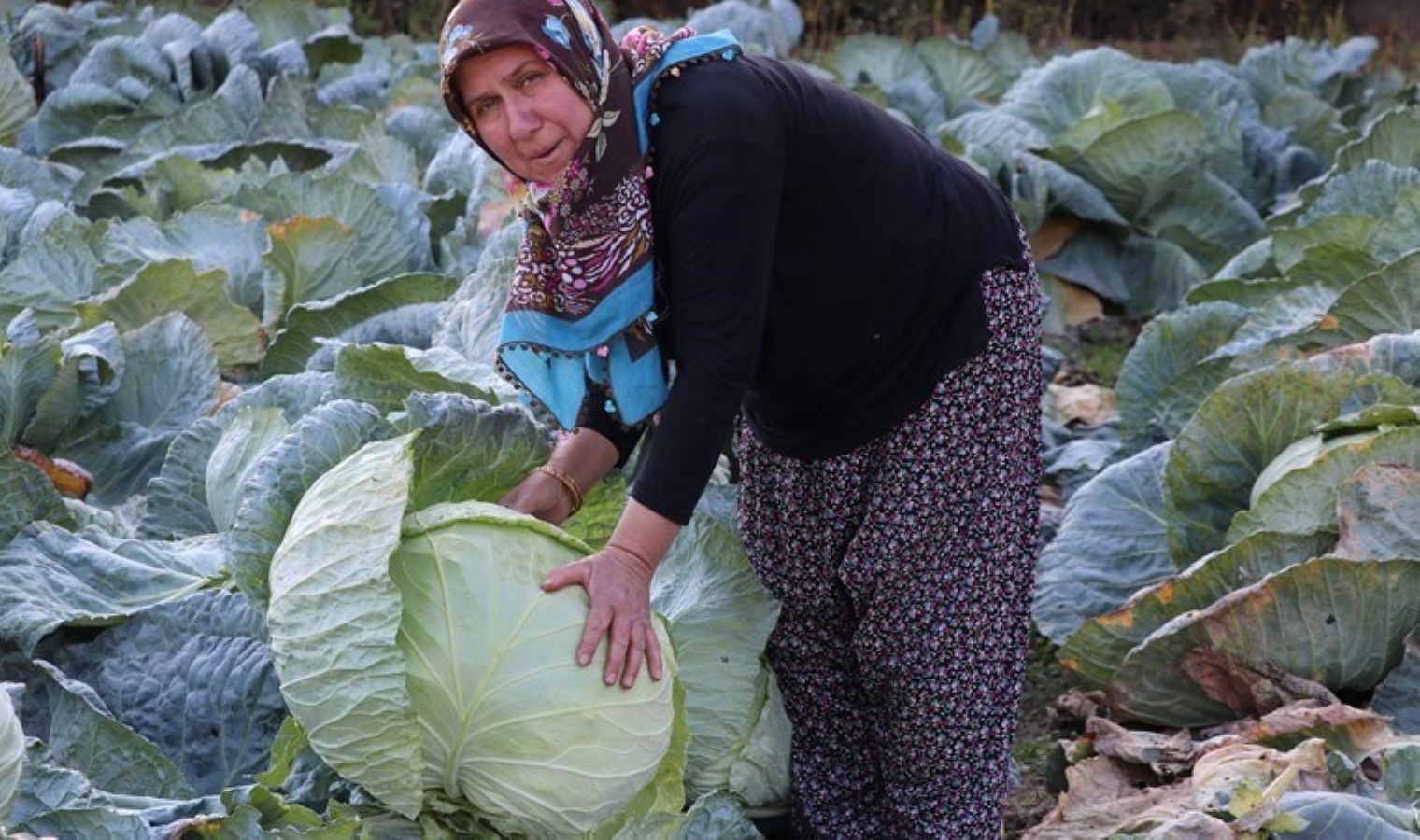 Geleneksel yöntemlerle yetiştiriliyor: Pazarda kilosu 20 TL