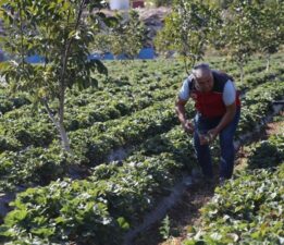 Hasadı hiç bitmiyor! Yılın 12 ayında üretiliyor: 1628 kişinin geçim kaynağı