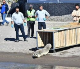 Kayalıklara çarpan Akdeniz foku Zeytin tedavisinin ardından yeniden denizde