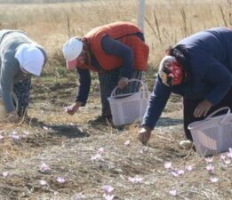 Kilosu 500 bin lira! Eskişehir’de 112 dekarlık alanda yetişiyor….