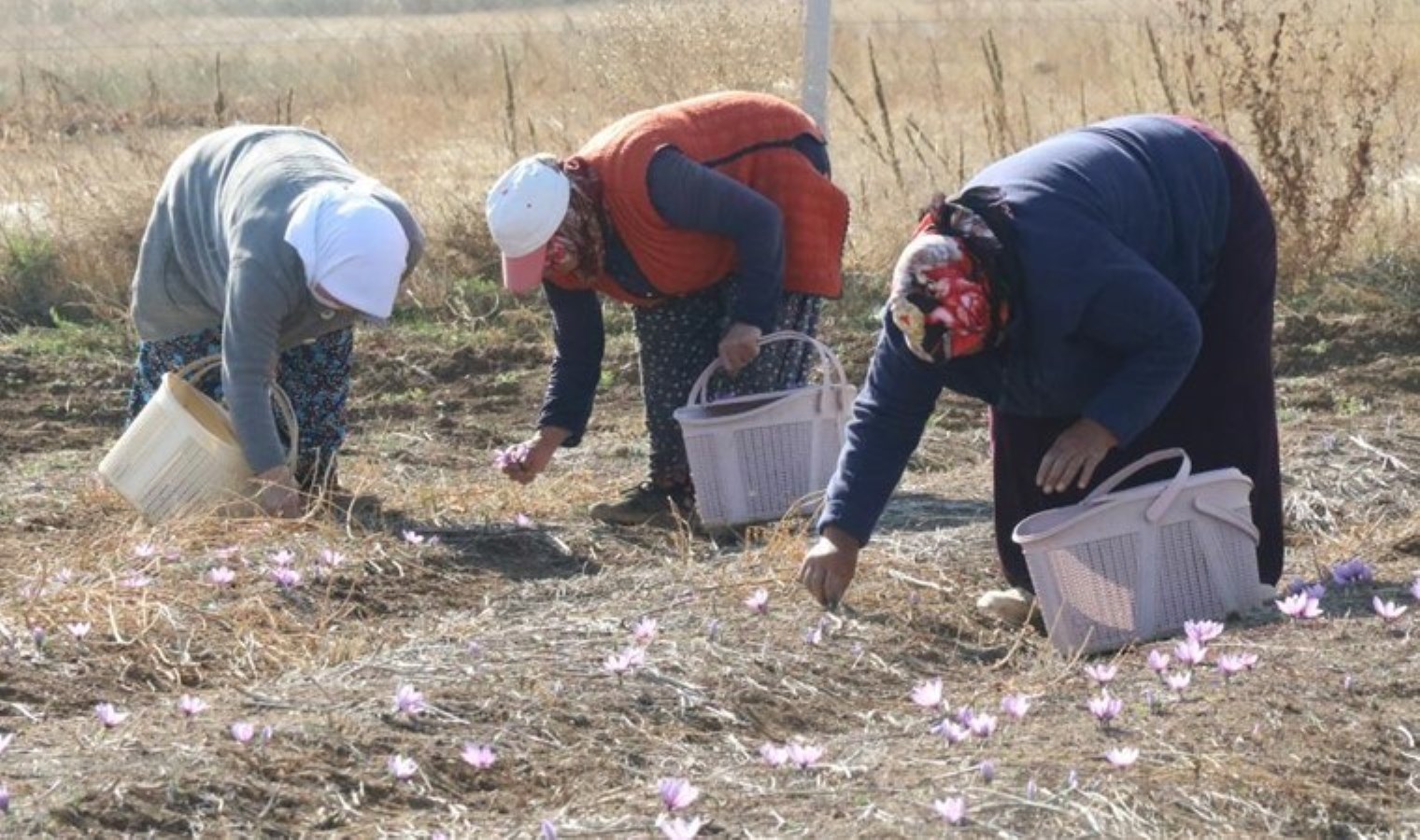 Kilosu 500 bin lira! Eskişehir’de 112 dekarlık alanda yetişiyor….