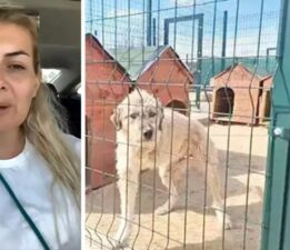 Şanlıurfa’dan Ankara’ya götürülen köpeklerin davasında yeni gelişme: Araç incelenecek