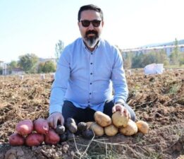 Sivas’ta renkli hasat başladı: Mor, sarı, kırmızı! Akademisyenler tarafından yetiştiriliyor