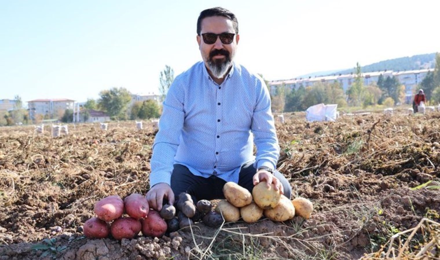 Sivas’ta renkli hasat başladı: Mor, sarı, kırmızı! Akademisyenler tarafından yetiştiriliyor