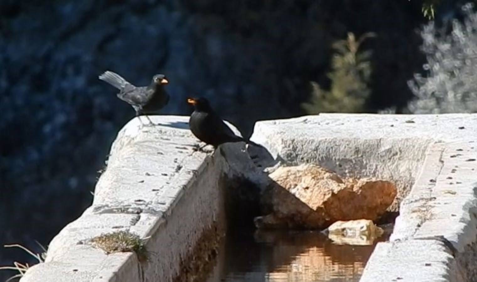 Toroslar’ın kuşları için varille su taşıyor