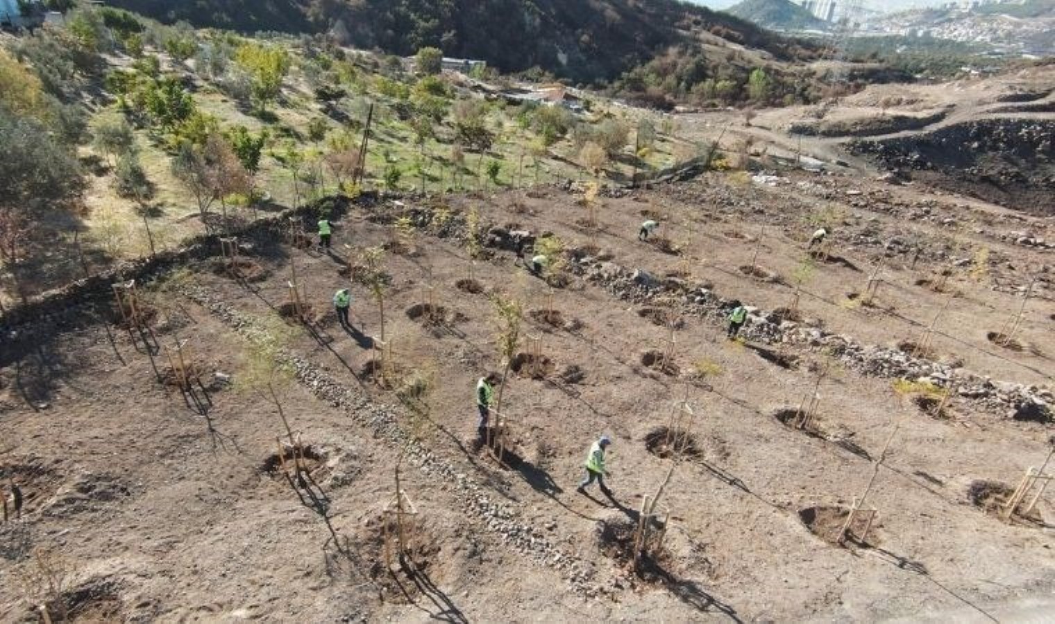 Yanan araziler bal ormanıyla küllerinden doğuyor