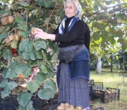 30 yıl önce hobi amaçlı ekilmişti! Yılda 300 milyonlara kazandırıyor