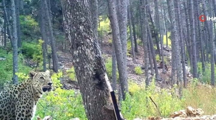 Anadolu parsı fotokapana yakalandı: Bugüne kadarki en net fotoğraflar!