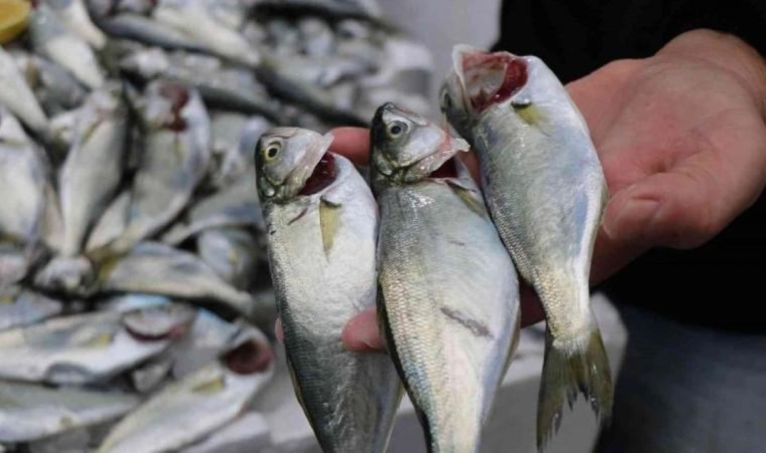 Balık tezgahlarında palamut yerini hamsi ve çinekop bıraktı