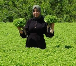 Erzincan yaprak dönerinin eşlikçisi! Kış mevsiminin gelmesiyle hasadı başladı….