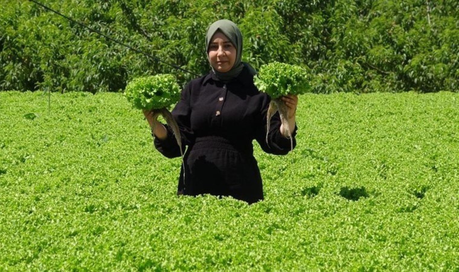 Erzincan yaprak dönerinin eşlikçisi! Kış mevsiminin gelmesiyle hasadı başladı….