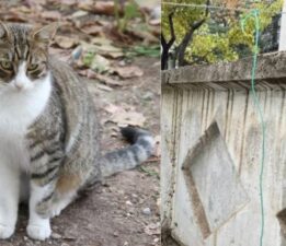 Eskişehir’de hayvana işkence! Ağaca iple asılan kedi kurtarıldı