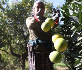 Finike’de hasat erken başladı: Her gün 120 bin sandık doluyor…