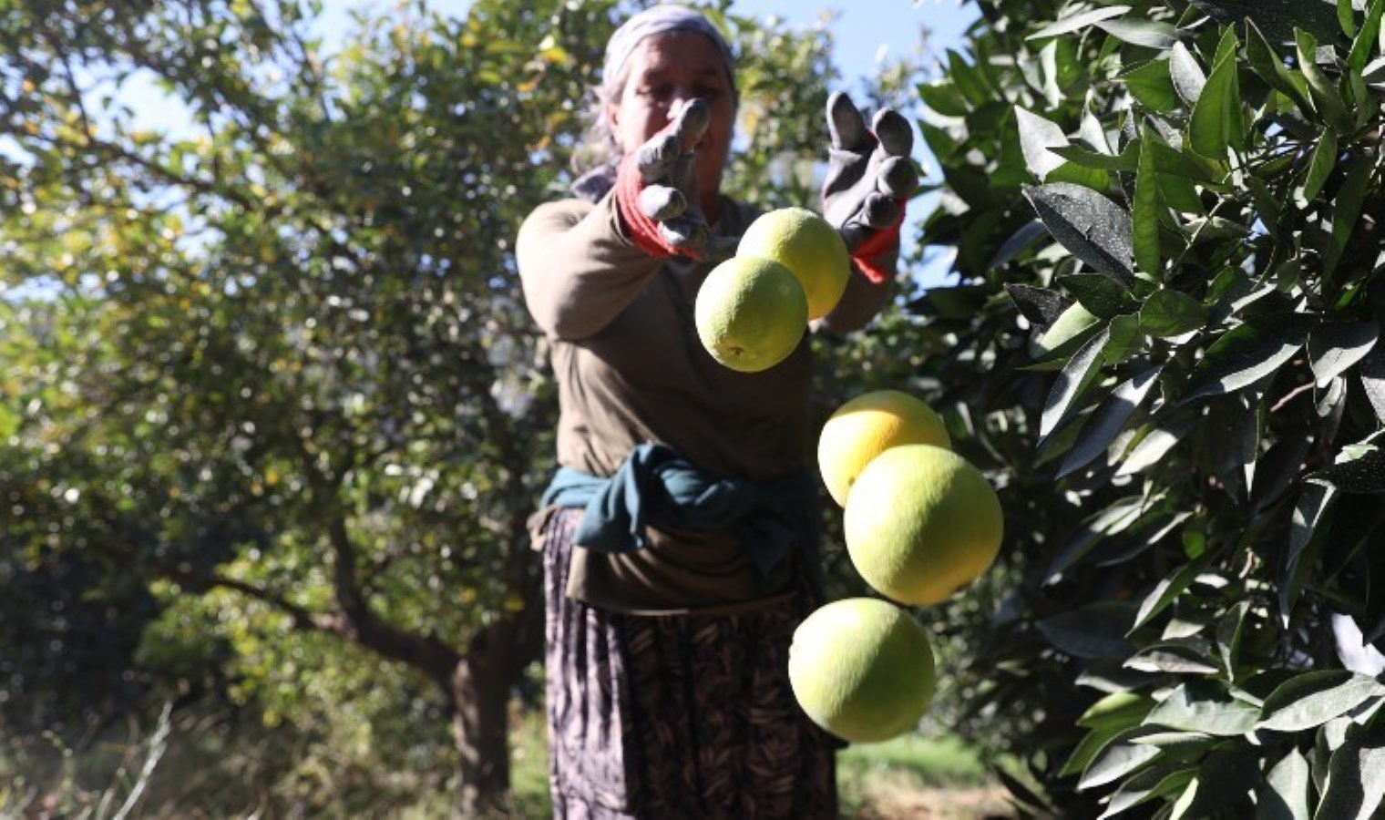 Finike’de hasat erken başladı: Her gün 120 bin sandık doluyor…