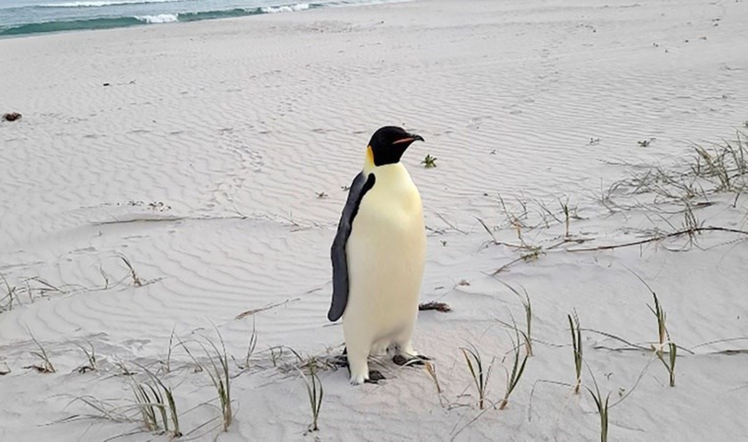 İmparator penguen, Avustralya’da ilk kez görüldü!