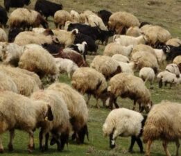 Kayıp küçükbaş hayvanlar, öğretmenin uçurduğu dronla bulundu