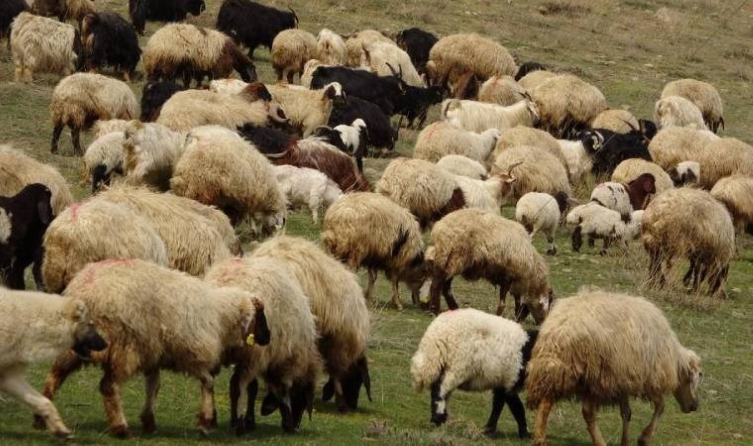 Kayıp küçükbaş hayvanlar, öğretmenin uçurduğu dronla bulundu