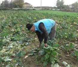 Samsun’da hasat başladı: Altın gibi değerli! Karaborsaya düştü…