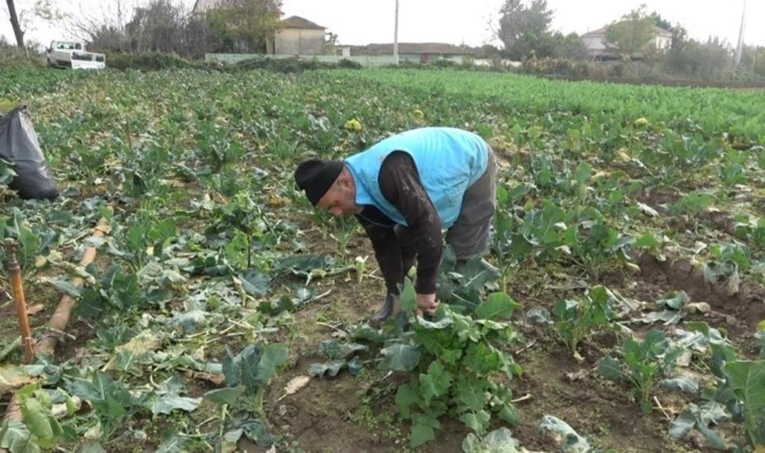 Samsun’da hasat başladı: Altın gibi değerli! Karaborsaya düştü…