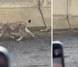 Yüksekova’da nesli tehlike altında olan vaşak görüntülendi